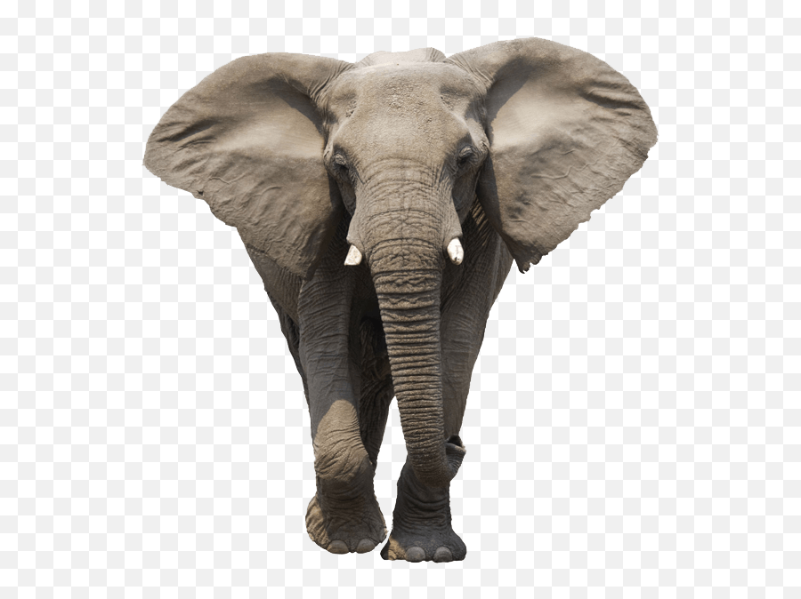 Elephant Face Transparent Png - Elephant Png,Elephant Transparent Background