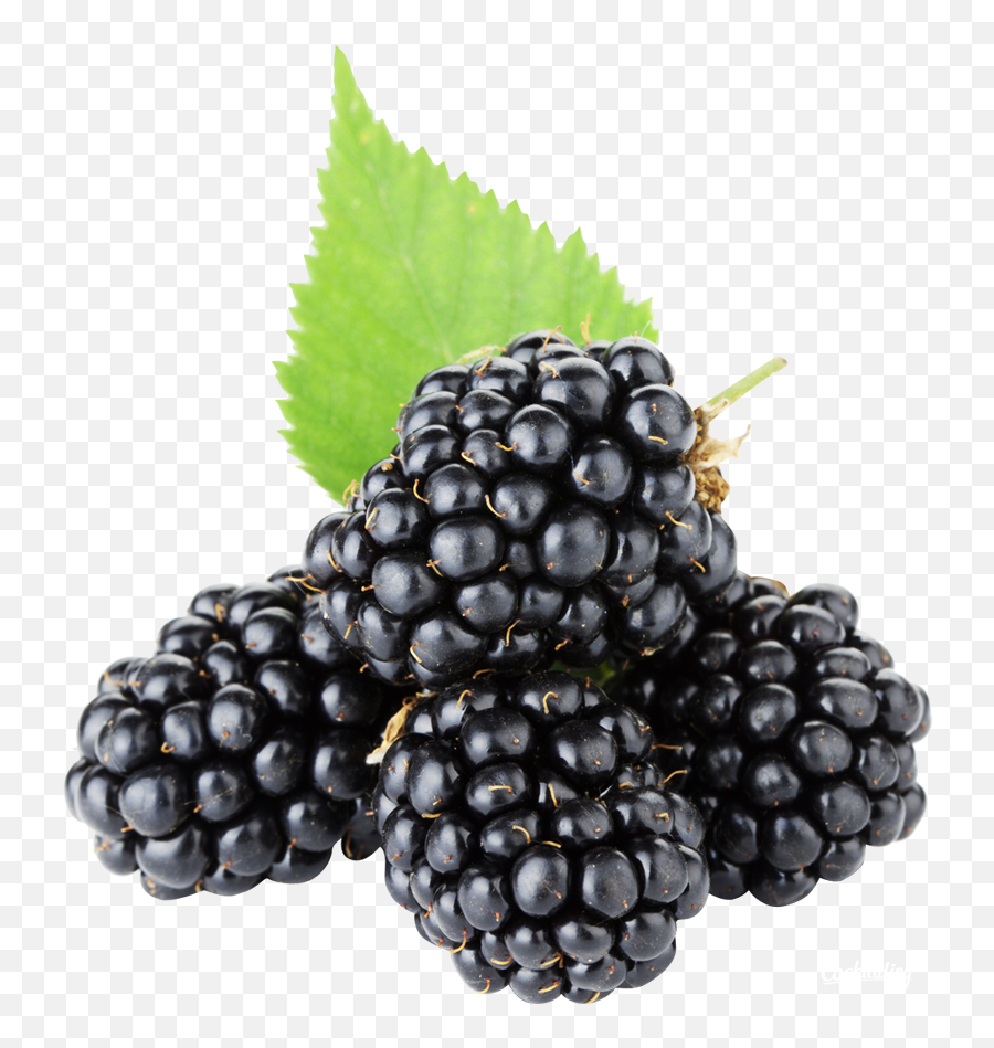 Download Blackberries Png Transparent - Transparent Blackberry Fruit,Blackberries Png