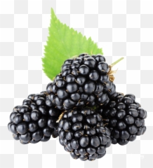 Download Blackberries Png Transparent - Transparent Blackberry Fruit,Blackberries Png