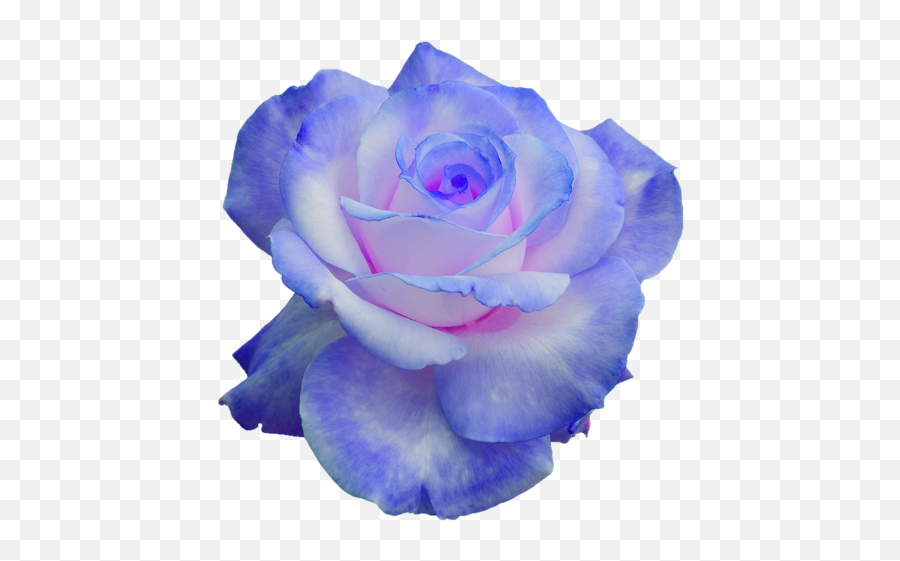 Purple Blue Rose Transparent Png Image - Transparent Background Blue Rose Transparent,Rose Transparent Png