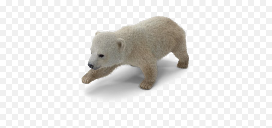 Polar Bear Png Download Image - Baby Polar Bear Png,Polar Bear Png
