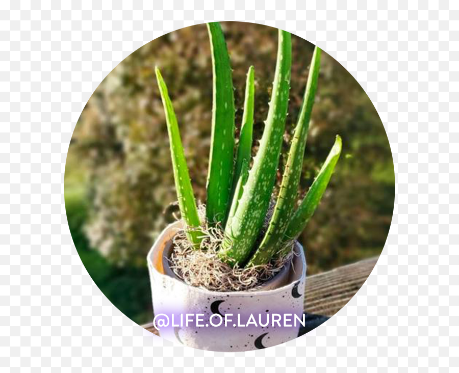 Aloe Vera - Care Tips For Your Plant Friend U2013 Lunarly Aloe Vera Png,Succulent Icon Transparent