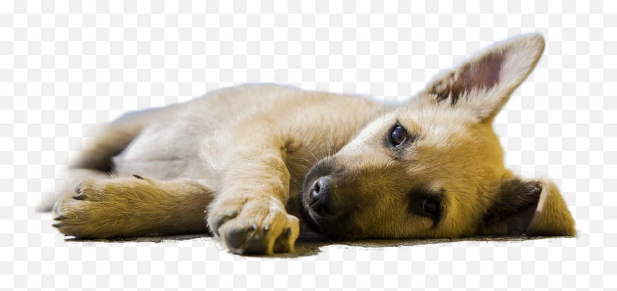 Sleeping Dogs Png - Dog Sleeping Transparent Background,Dogs Png
