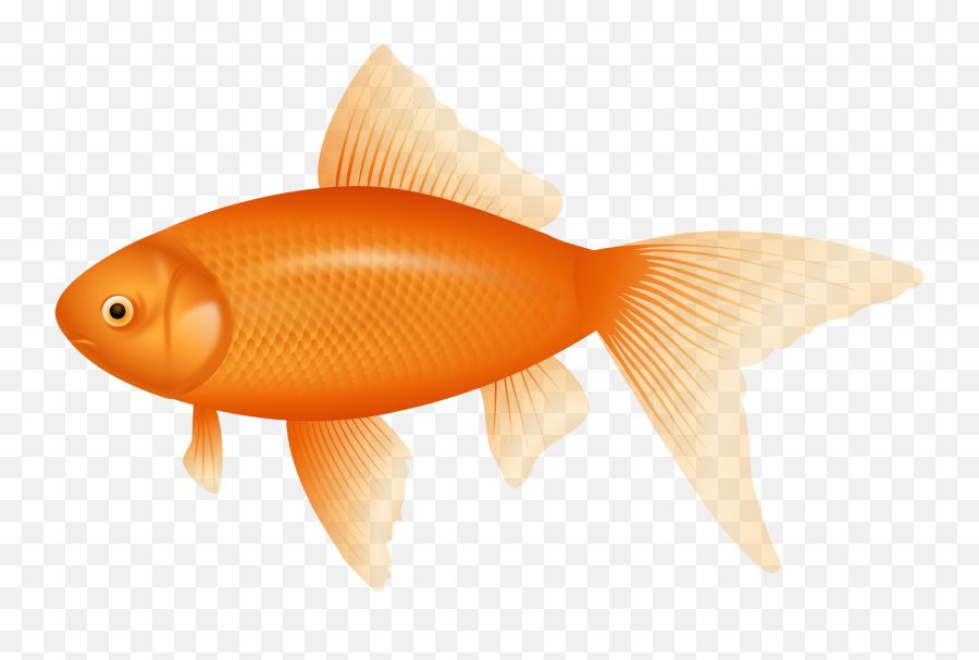 Orange Fish Png Clipart - Cartoon Transparent Background Fish Png,Fish Clipart Transparent