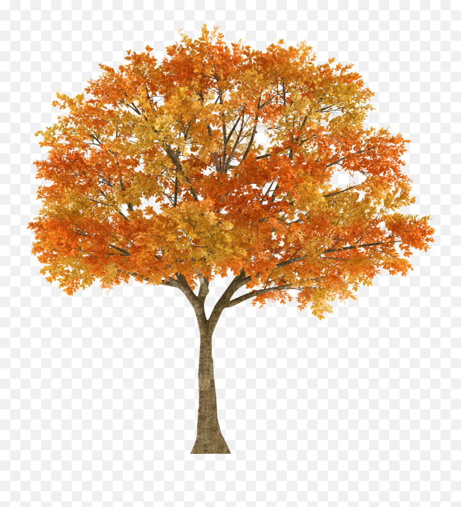 Autumn Tree Maple Oak Branch - Transparent Fall Trees Png,Fall Trees Png