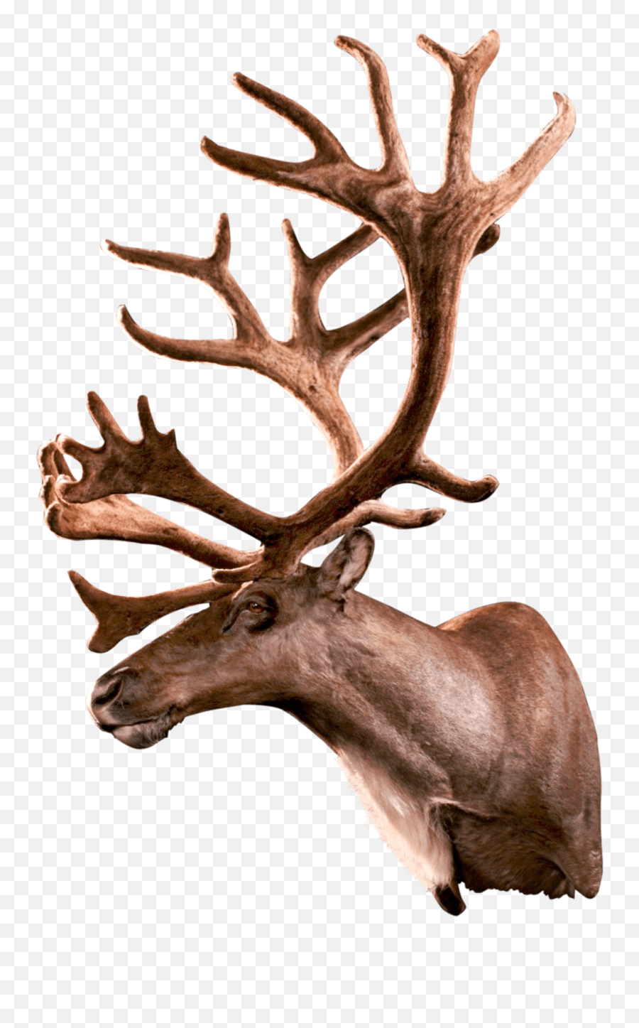 Caribou Cb101 Our Work Kanati Studio - Antler Png,Caribou Png