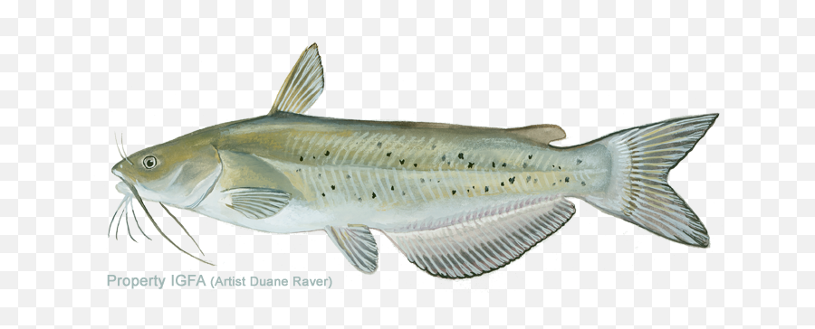 Channel Catfish Drawing - Lunge Png,Catfish Png