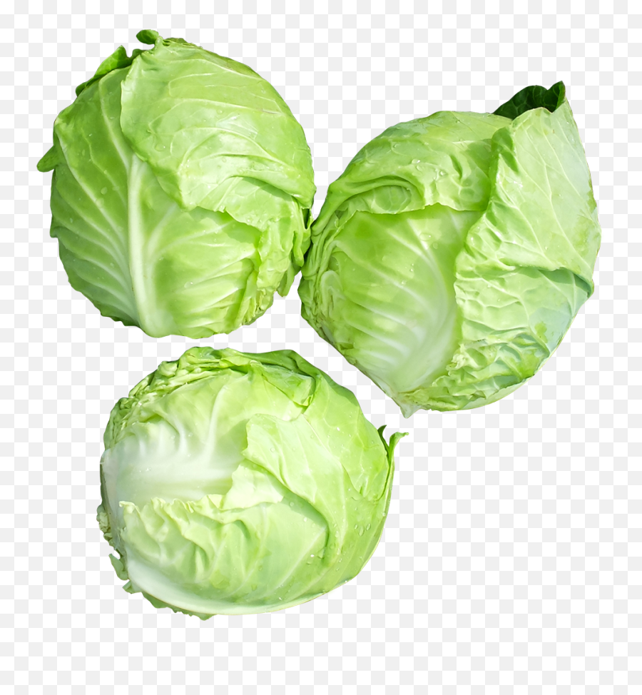 B62 Little Ball F1 Hybrid U2013 Leckat Seeds - Cabbage Small Png,Cabbage Png