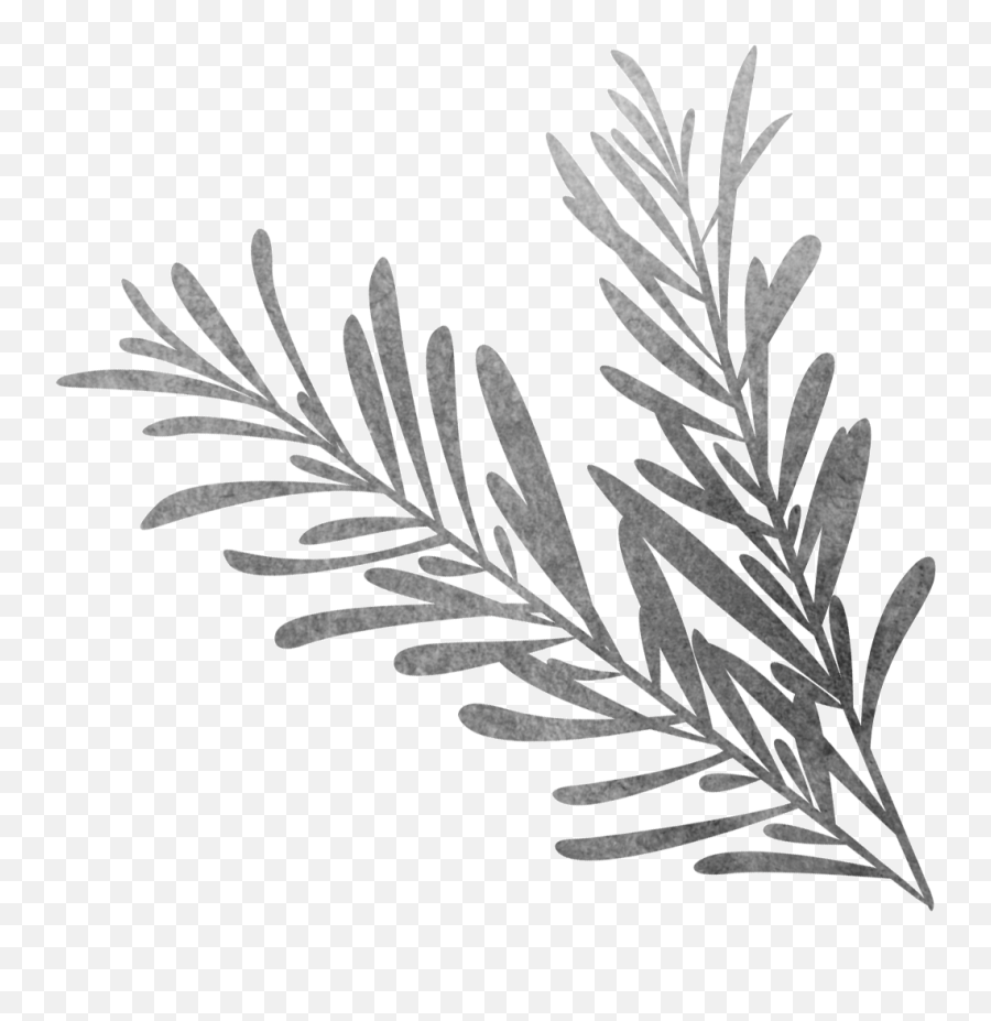 Download Vector Library Black And White Sketch Biological - Rosemary Drawing Black And White Png,Ornamental Grass Png