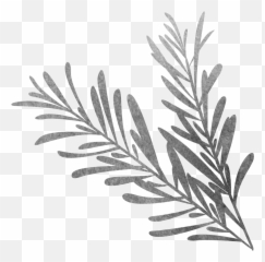 Download Vector Library Black And White Sketch Biological - Rosemary Drawing png