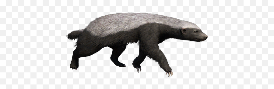 Honey Badger - Punxsutawney Phil Png,Badger Png