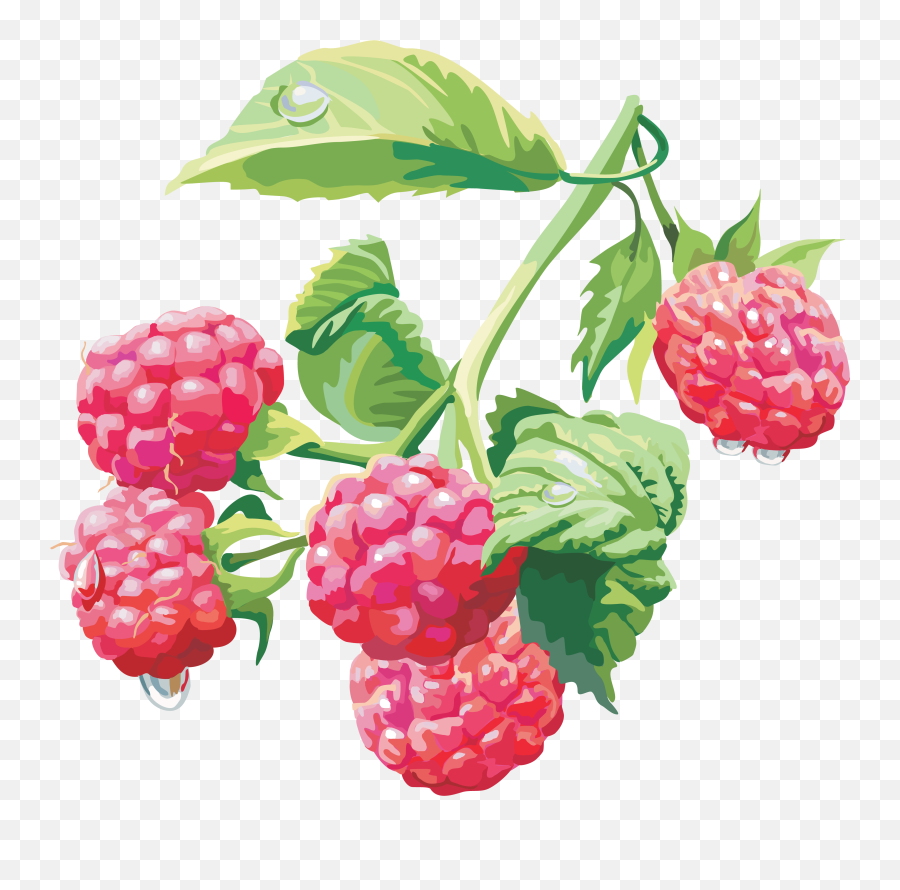 Berries Drawing Free Download - Raspberry Drawing Png,Berries Png