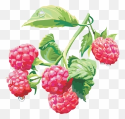 Berries Drawing Free Download - Raspberry Drawing Png,Berries Png