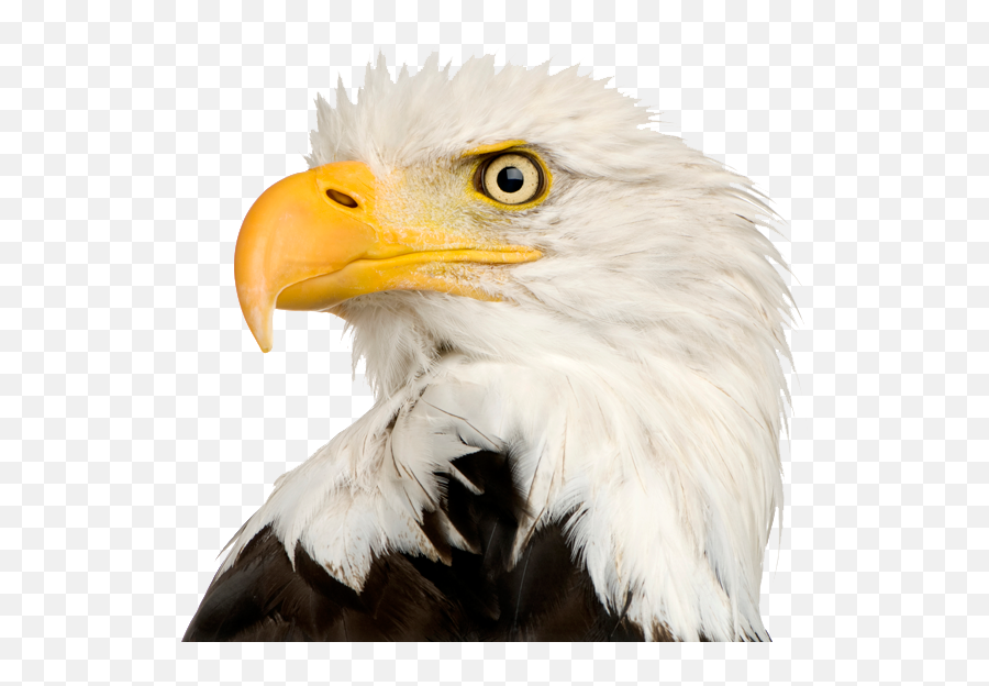 Bald Eagle Png Transparent - Bald Eagle Head Png,Bald Head Png