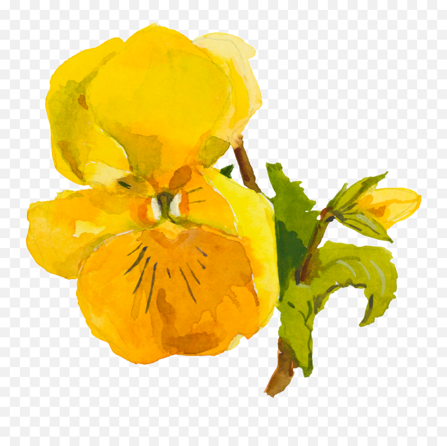 Download Hd Yellow Cute Flower Watercolor Transparent - Viola Png,Cute Flower Png