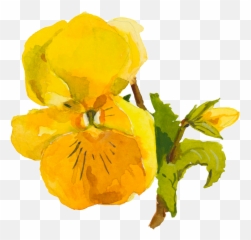 Download Hd Yellow Cute Flower Watercolor Transparent - Viola Png,Cute Flower Png