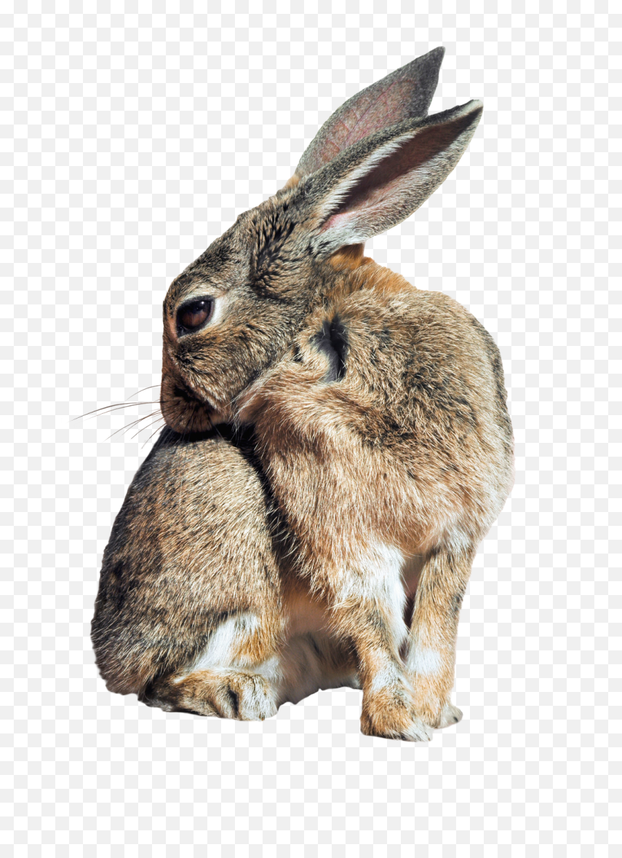 Bunny Rabbit Png Image Transparent