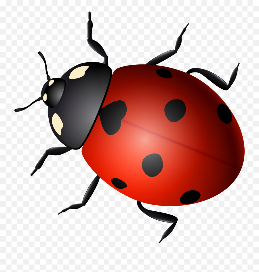 Ladybird Png U0026 Free Ladybirdpng Transparent Images 83540 Beetle