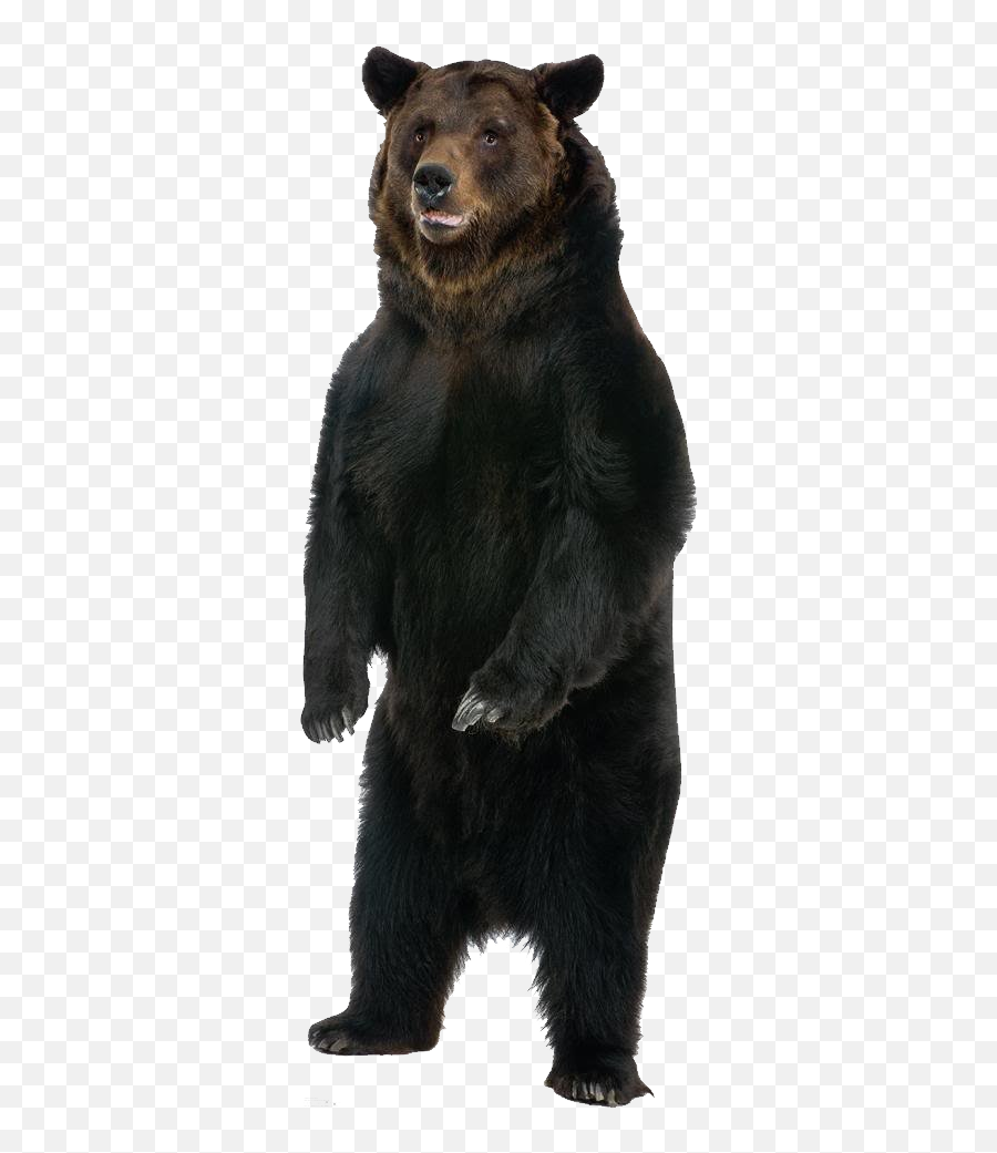 Standing Bear Png Picture - Bear Cardboard Cutout,Bear Transparent