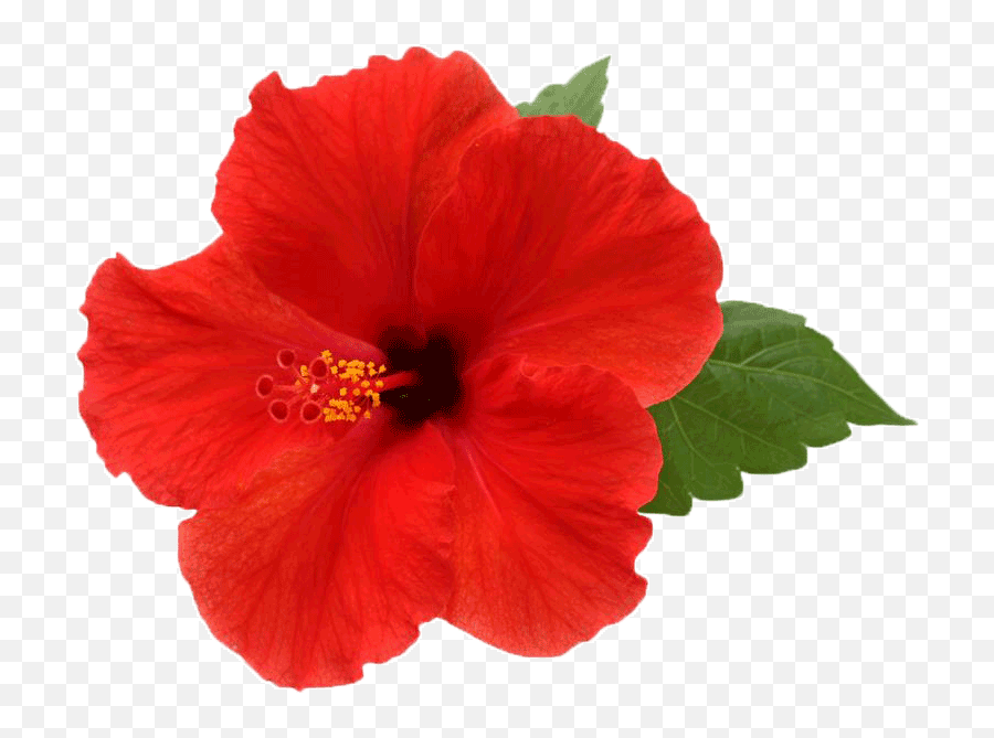 Download Hibiscus Png Picture - Transparent Background Hibiscus Flower Png,Hibiscus Png