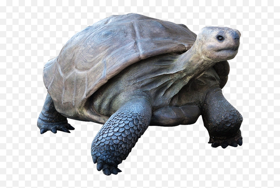 Download Free Png Galapagos Tortoise - Turtle Png,Tortoise Png