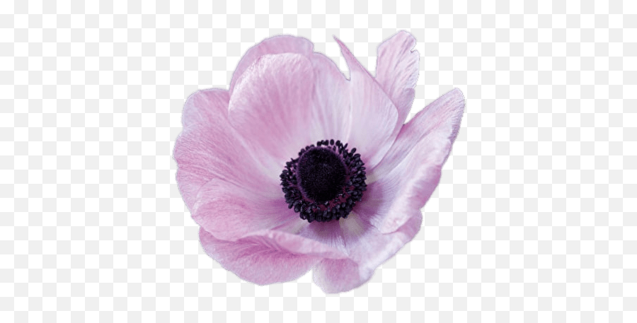 Pink Anemone Transparent Png - Anemone Png,Anemone Png