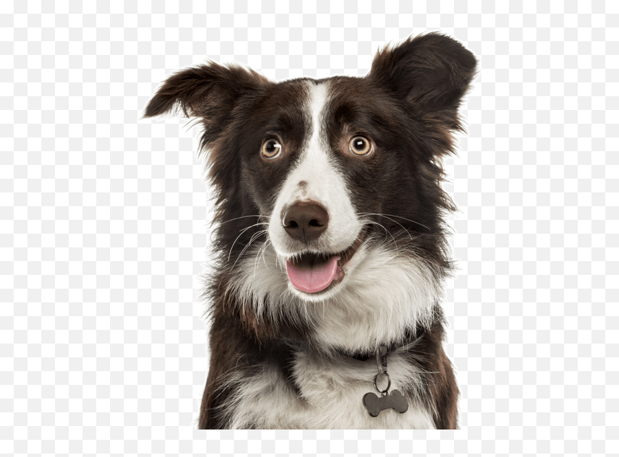 Border Collie Png Picture - Border Collie Rottweiler Mix,Border Collie Png