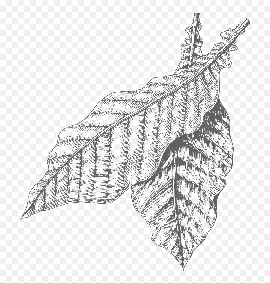 Download Sweet Tobacco - Drawing Full Size Png Image Pngkit Tobacco Leaves Drawing,Tobacco Png