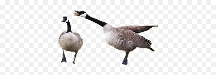 Goose Tracker Mistake - Canada Goose Png,Geese Png
