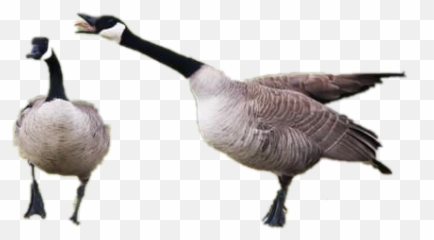 Goose Tracker Mistake - Canada Goose Png,Geese Png