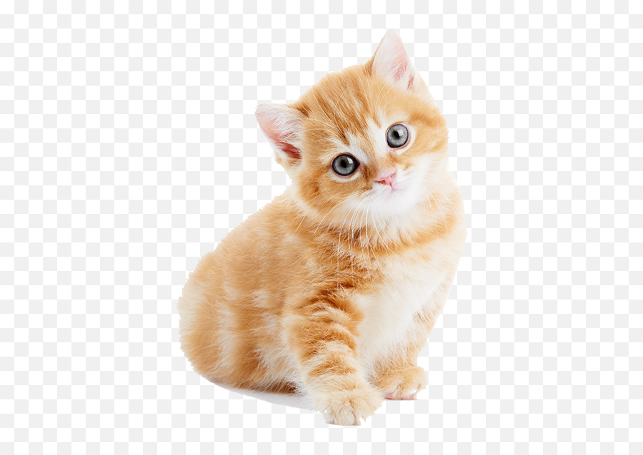 Kitten Wellness Plans - Cahuenga Pet Hospital Png,Kitten Png