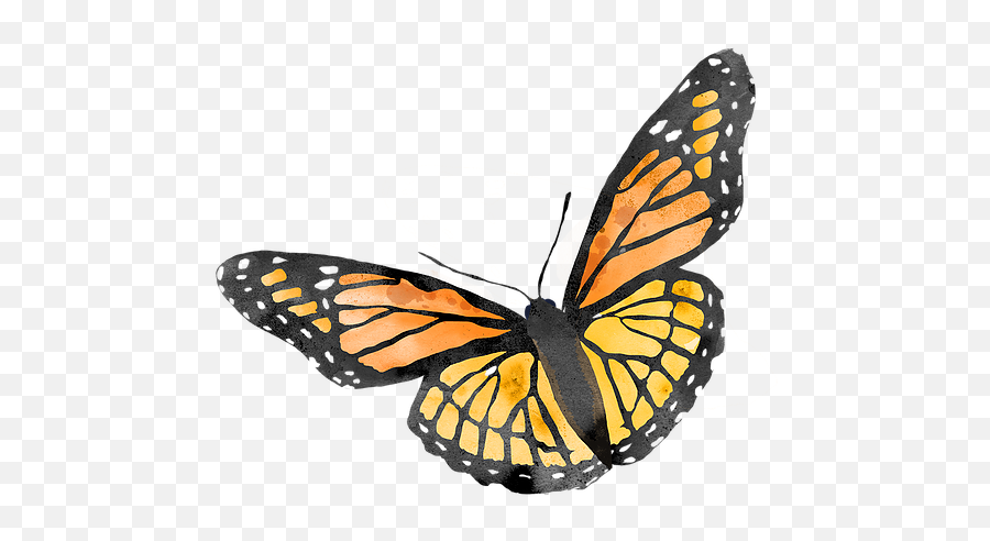 Monarch Butterfly - Monarch Butterfly Png,Monarch Png
