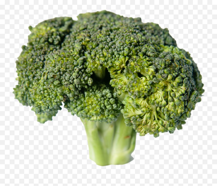 Download Broccoli Png Image For Free