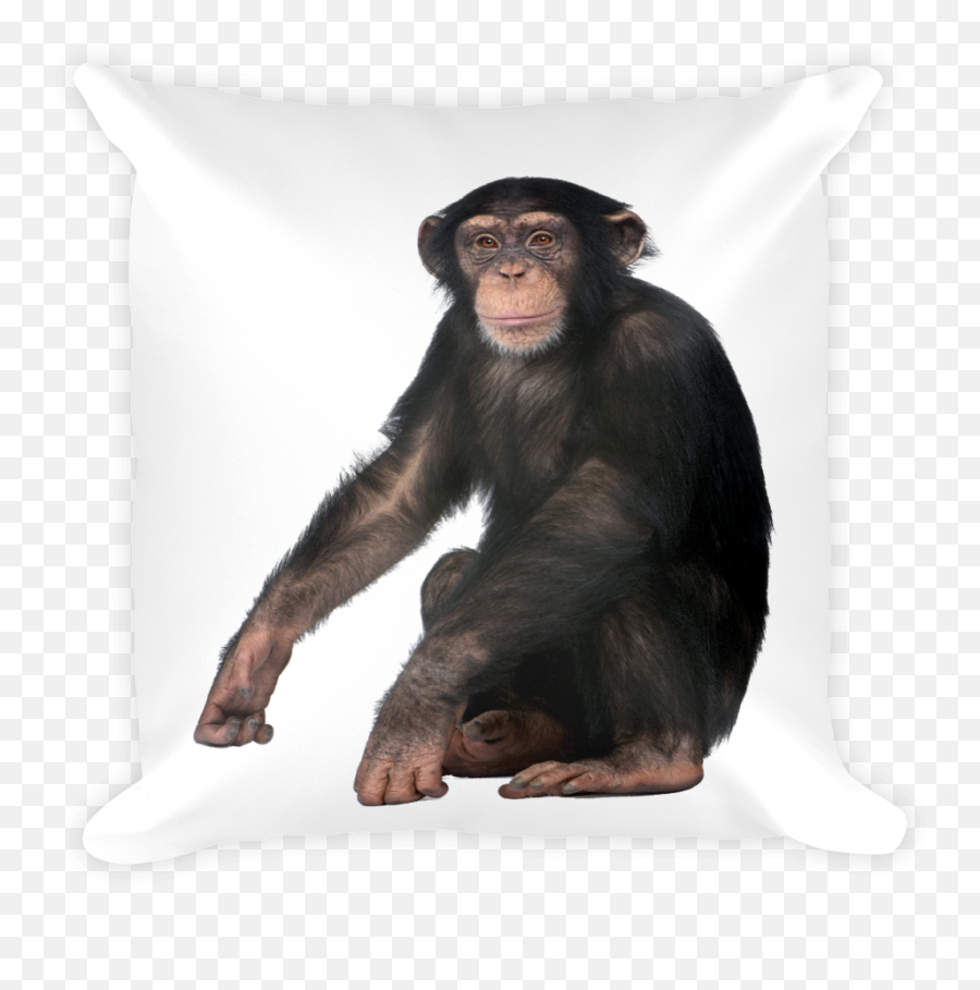 Chimpanzee Print Square Pillow - Oney Plays Tomar Png,Chimpanzee Png
