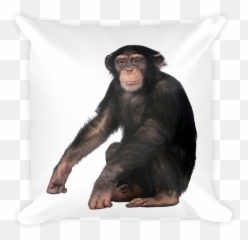 Chimpanzee Print Square Pillow - Oney Plays Tomar Png,Chimpanzee Png
