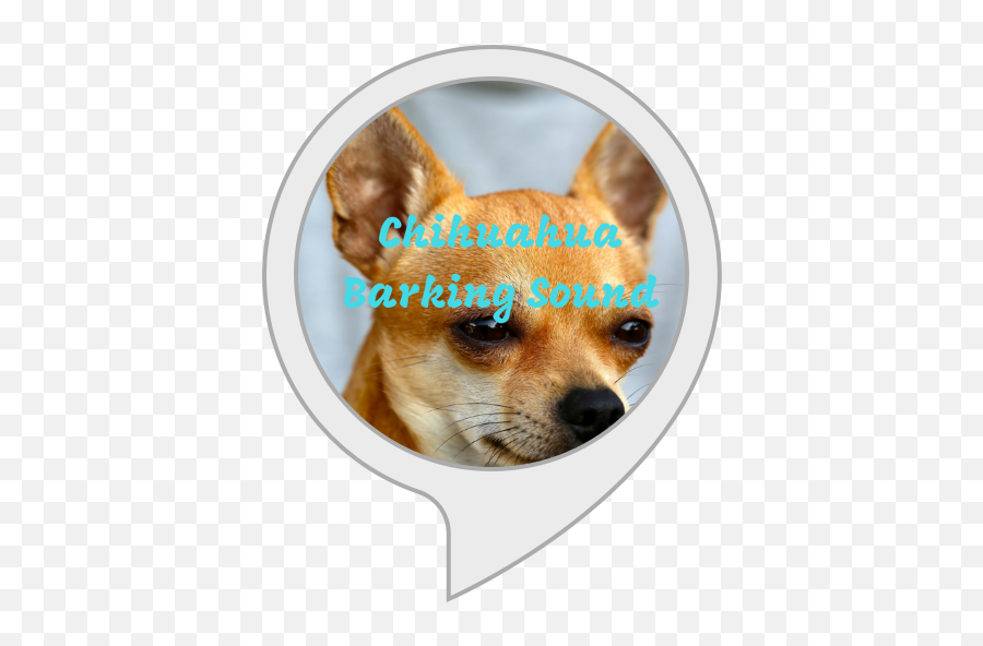 Amazoncom Chihuahua Barking Sound Alexa Skills - Different Types Of Chihuahuas Png,Chihuahua Png