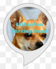 Amazoncom Chihuahua Barking Sound Alexa Skills - Different Types Of Chihuahuas Png,Chihuahua Png