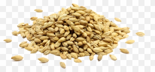 Nacional De La Industria Molinera Trigo - Grano De Trigo Png,Trigo Png