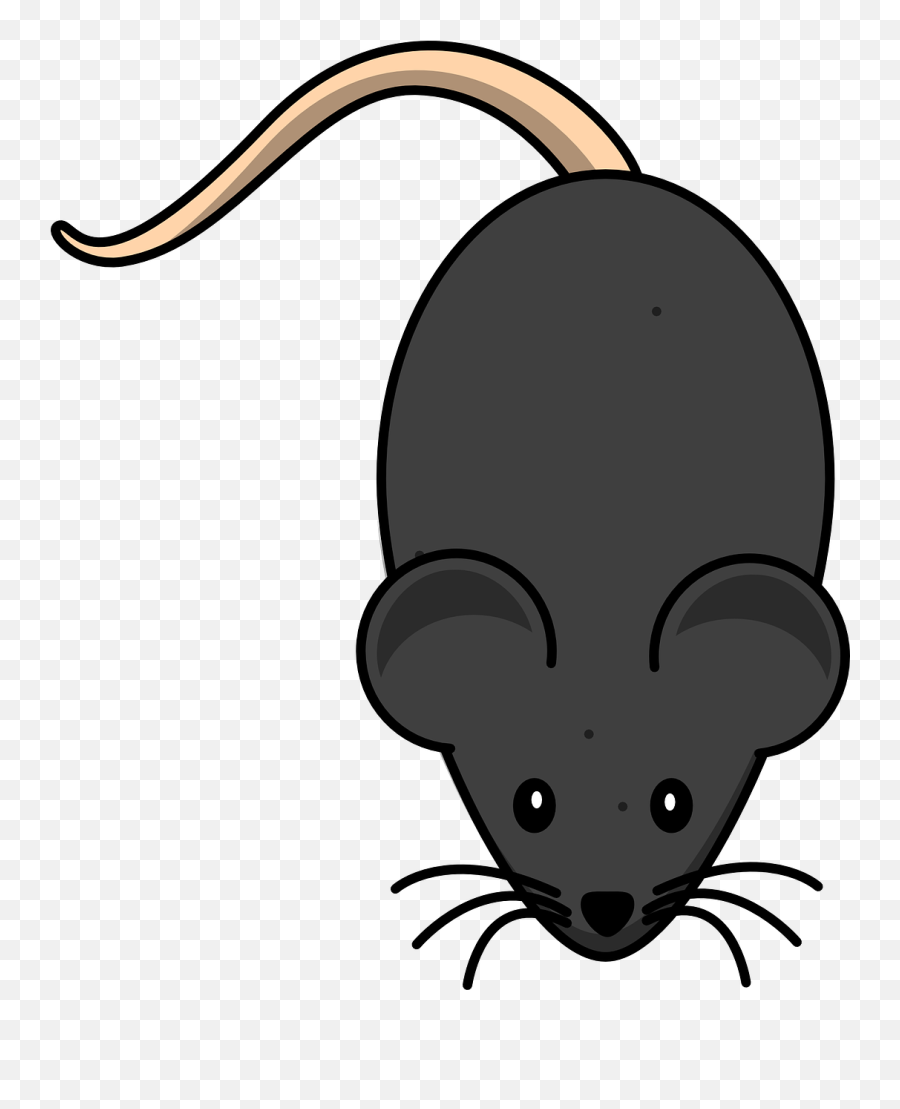 Rat Rodent Mouse - Mouse Clip Art Png,Mouse Animal Png