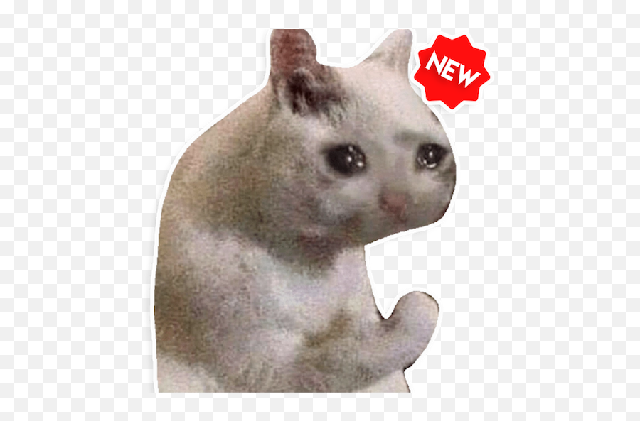 New Funny Cat Memes Stickers - Memes Funny Love Memes Png,Cat Meme Icon