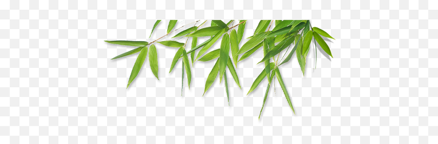 Bamboo Leaves Png 3 Image - Bamboo Png,Bamboo Leaves Png