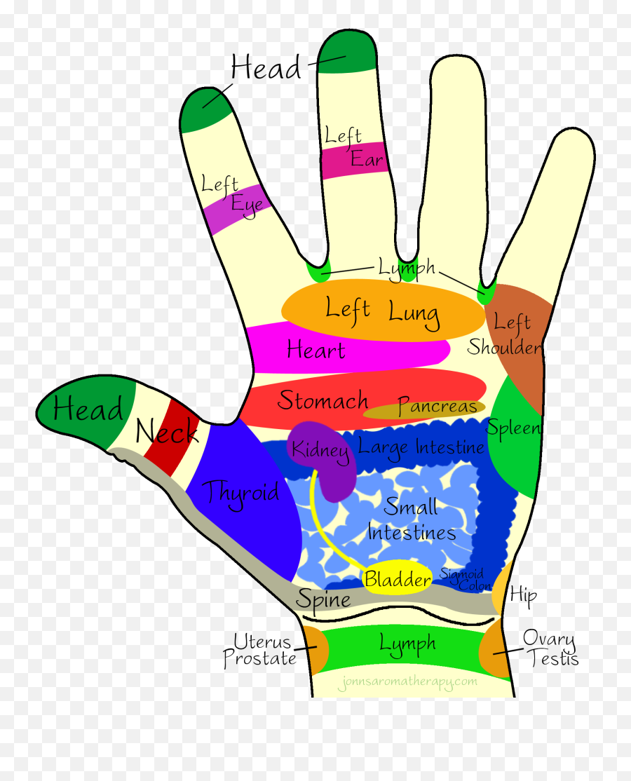 Jonn S Aromatherapy Left Hand Palm - Acupressure Point In Accupressure Point In Hand For Thyroid Png,Hand Palm Png