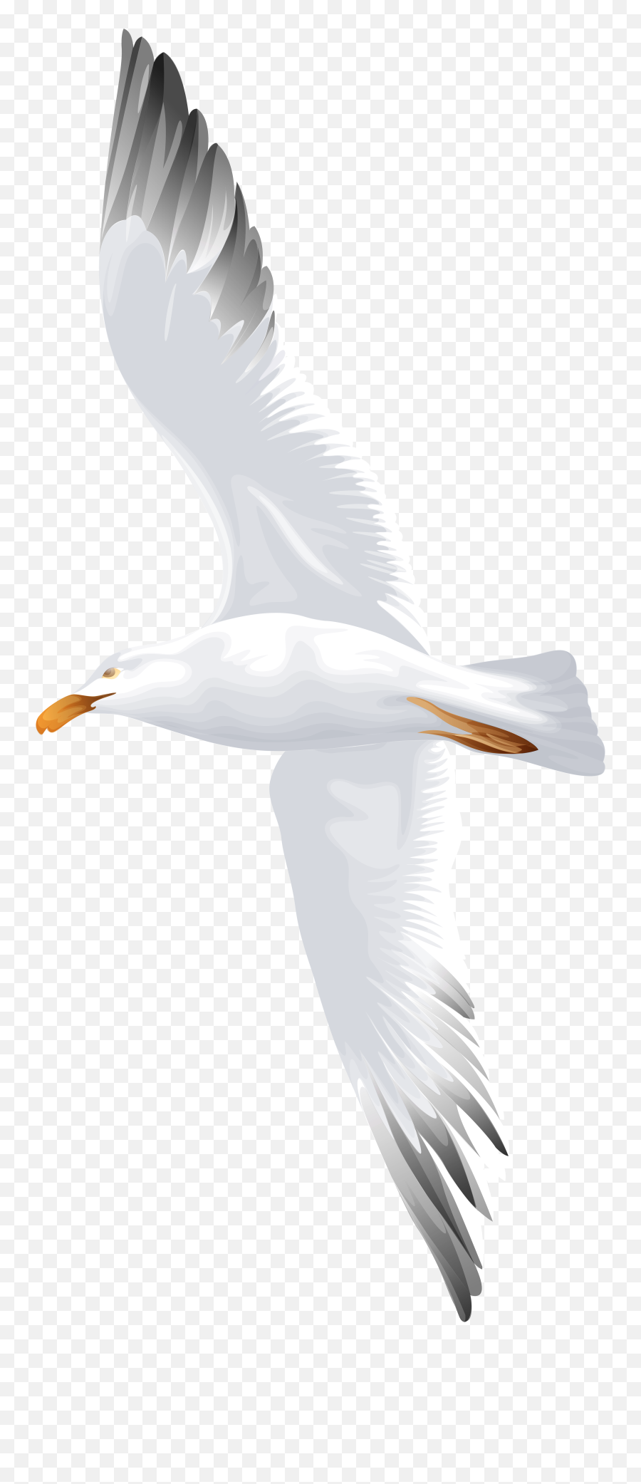 Seagull Bird Clipart - European Herring Gull Png,Seagulls Png