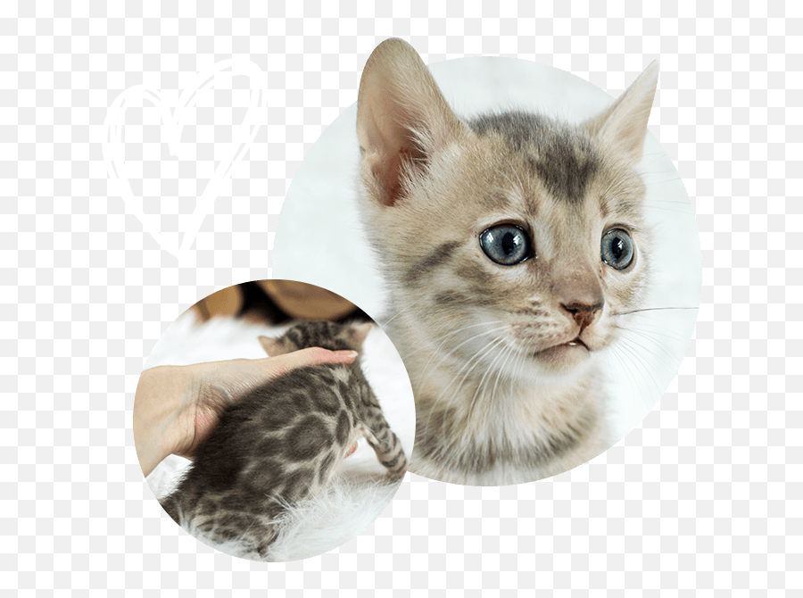 Download Cats Kittens For Sale - Kitten Png,Kittens Png