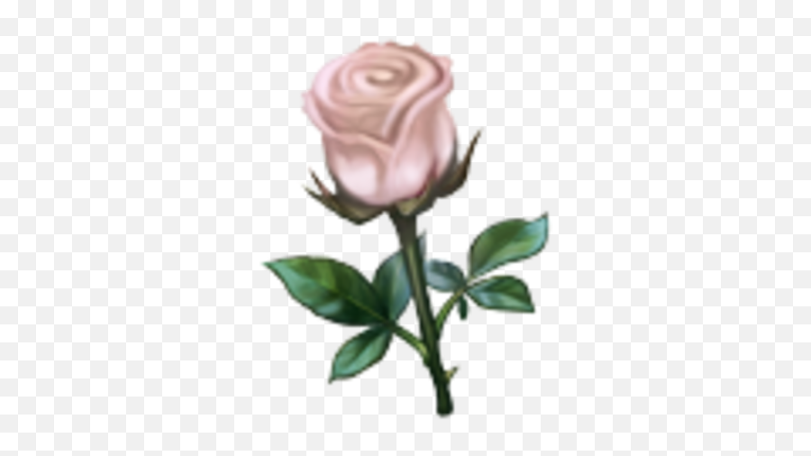 White Rose - Floribunda Png,White Roses Png