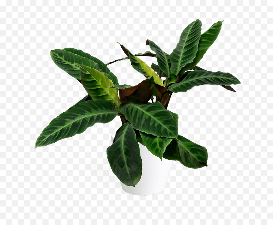 Calathea Jungle Velvet Large Png Plants