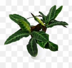 Calathea Jungle Velvet Large Png Plants