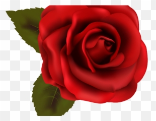 Download Hd White Rose Clipart Png Format - Transparent Background