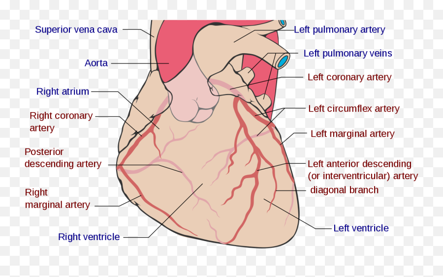 Coronary Circulation - Wikipedia Coronary Arteries Png,Bloody Heart Png