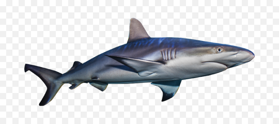 Great White Shark Clipart Invisible - Sharks Png,Shark Transparent Background